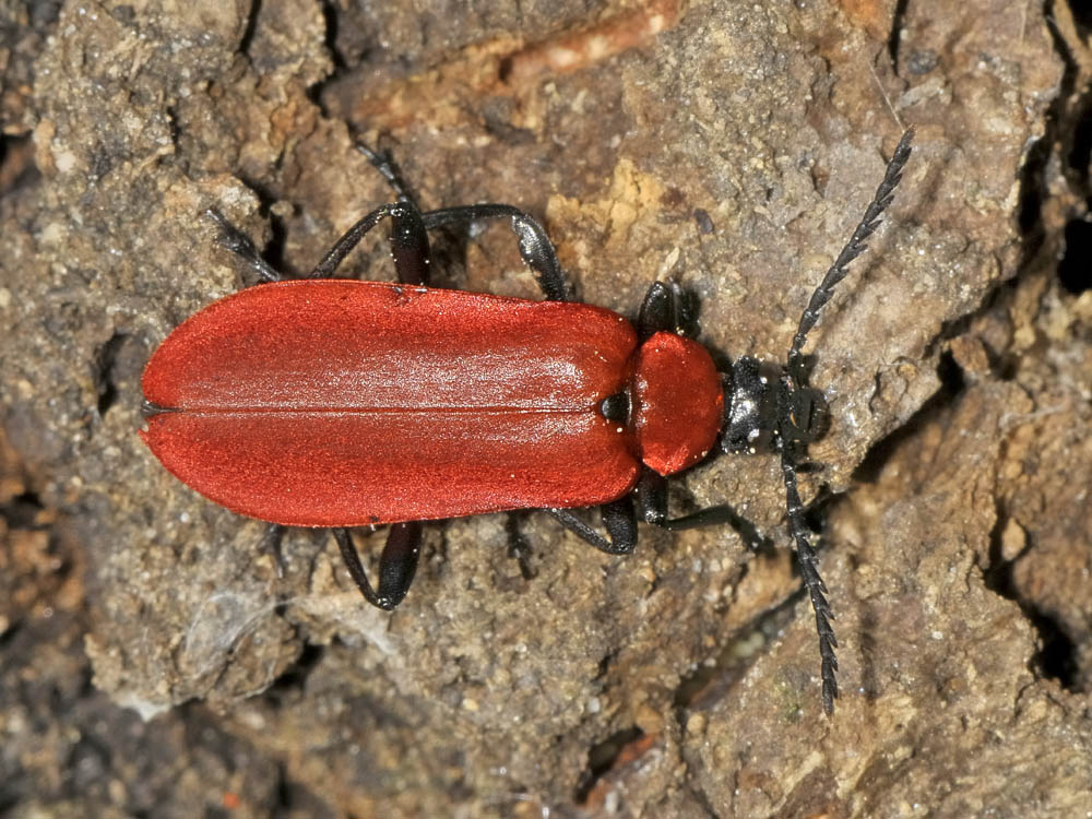 Pyrochroa coccinea (Linnaeus, 1761) - Pyrochroidae